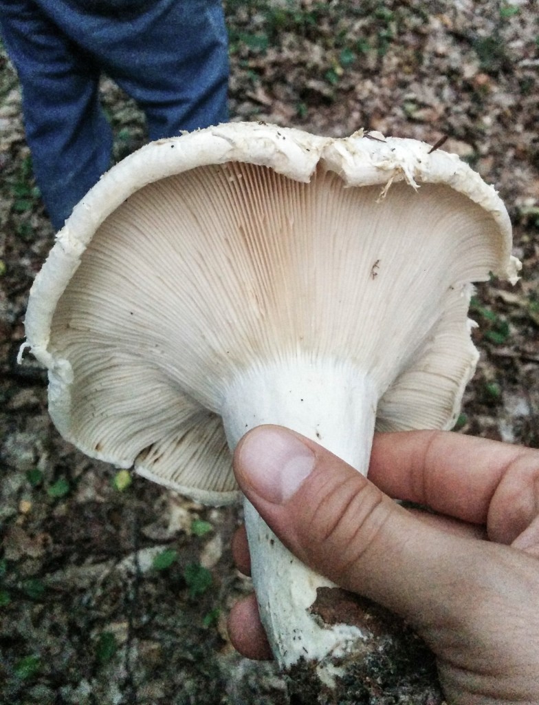 2015-09_Mushrooms_017