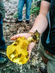 2015-09_Mushrooms_001