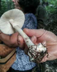 2015-09_Mushrooms_005