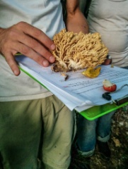 2015-09_Mushrooms_007