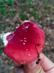 2015-09_Mushrooms_014