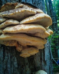 Mushroom Foraging - September 2015