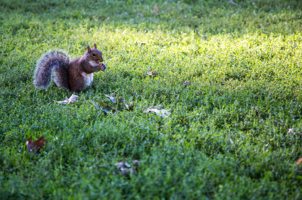2015-09_CiaranPhotoWalks_143