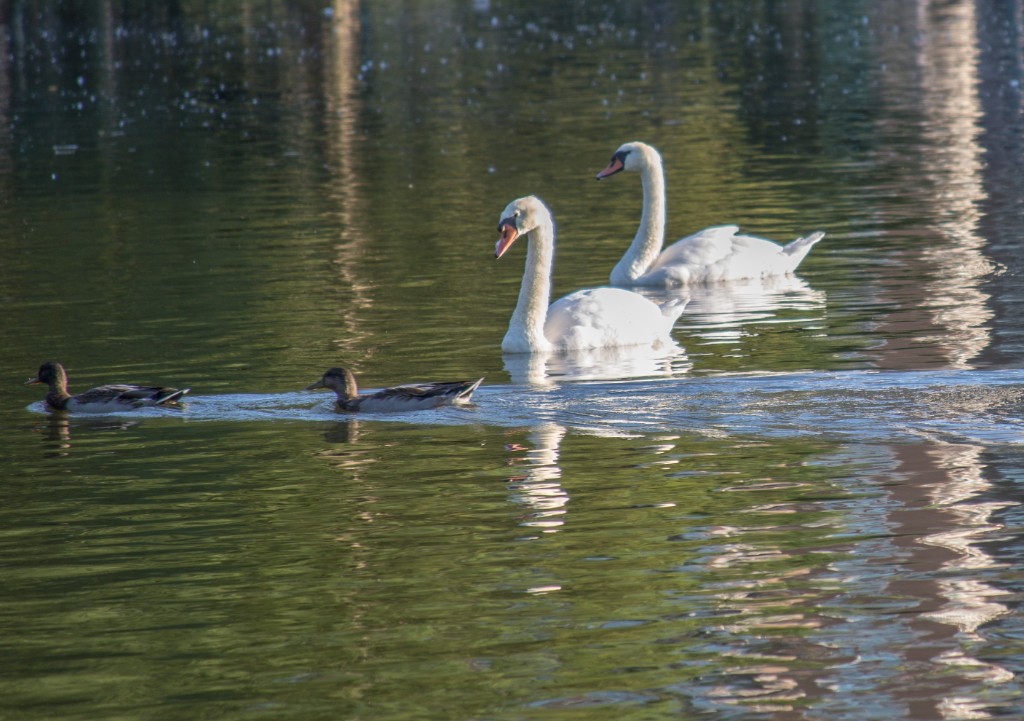 2015-09_CiaranPhotoWalks_306