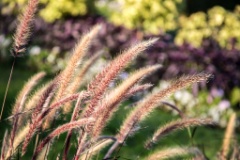 2015-09_CiaranPhotoWalks_377