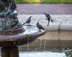 2015-09_CiaranPhotoWalks_459