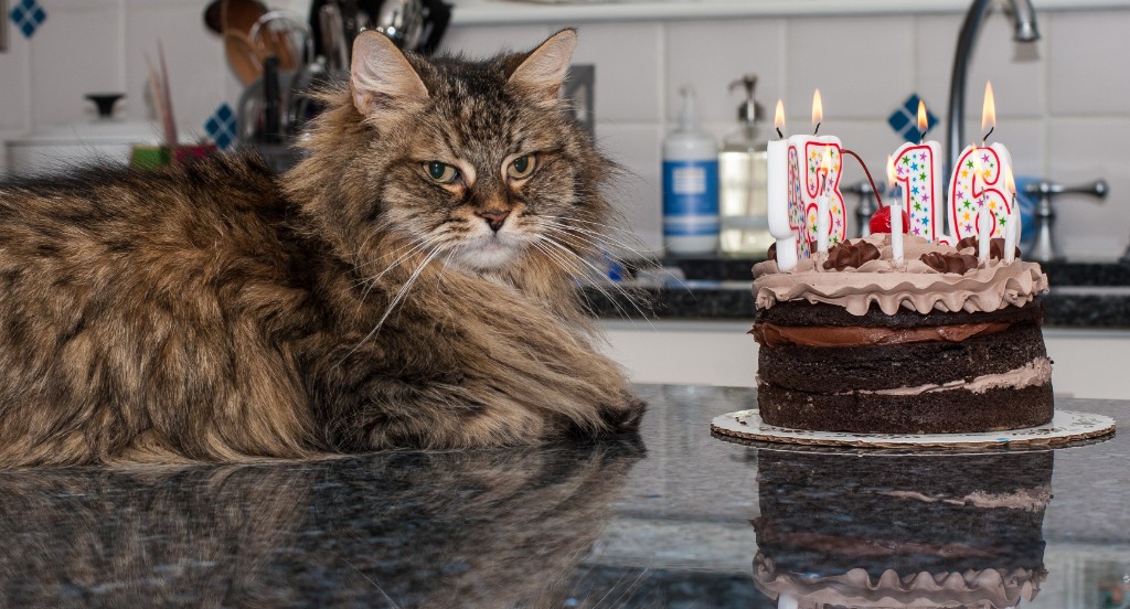 2015-04_TooncesBirthday_008