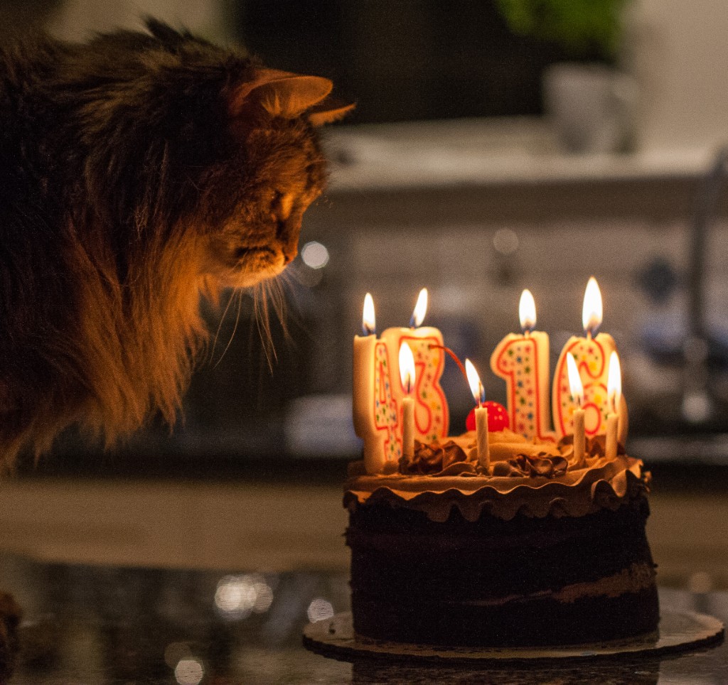 2015-04_TooncesBirthday_033