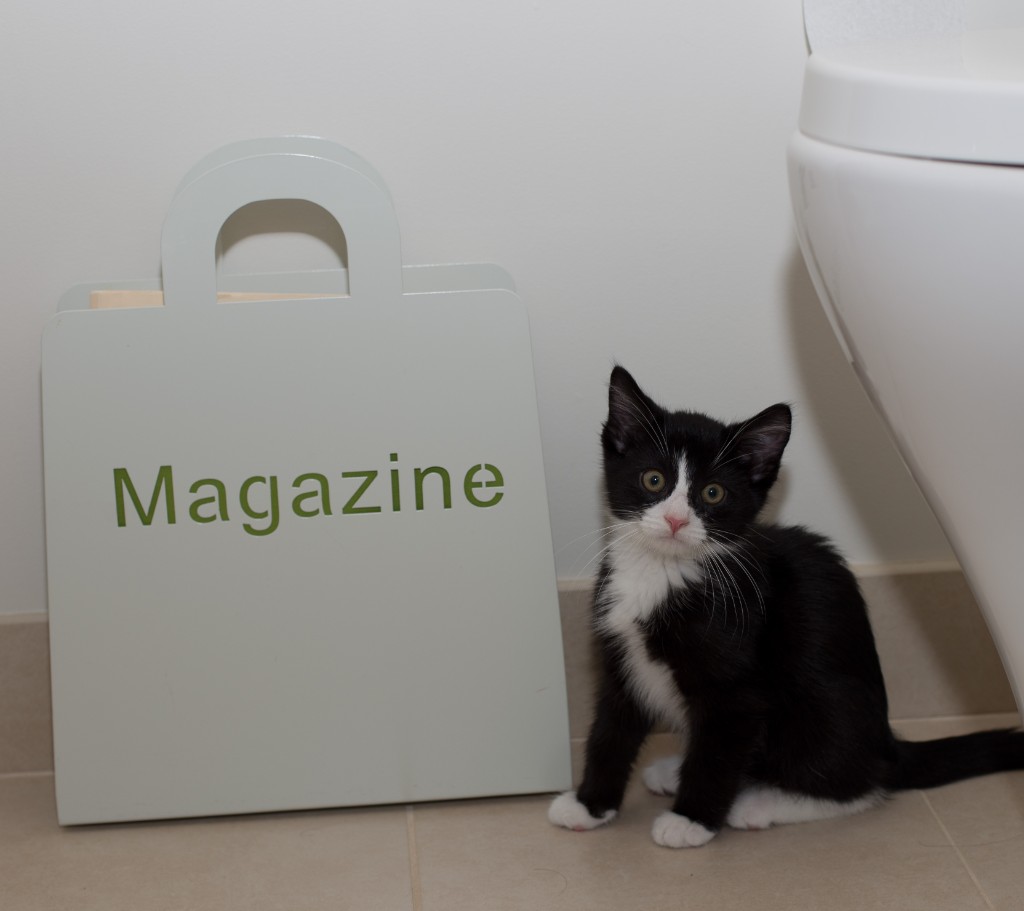 2015-10_NewKitten_014