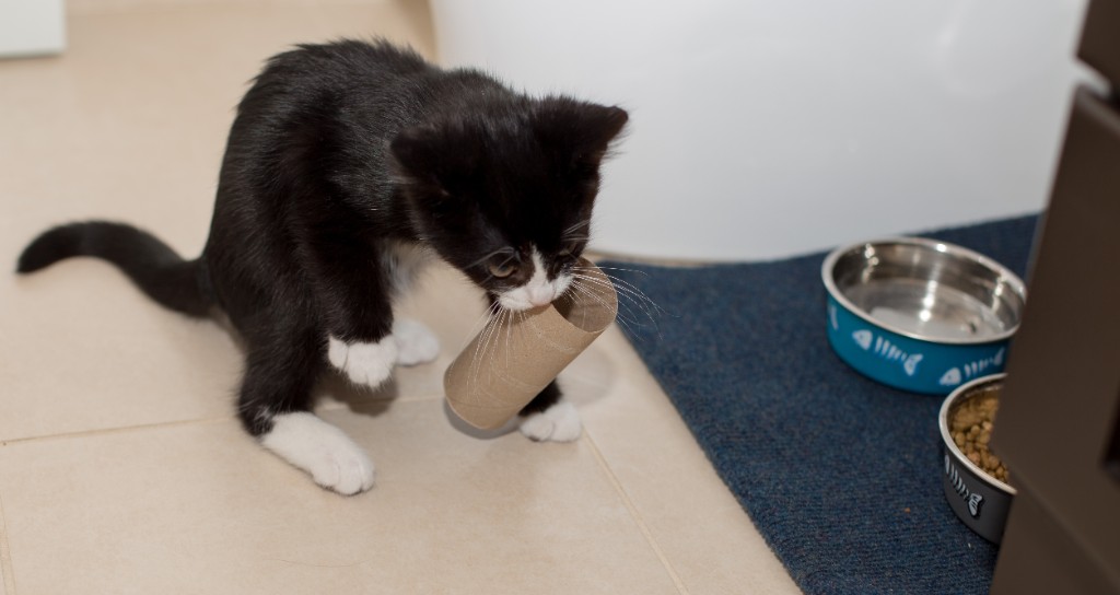 2015-10_NewKitten_030