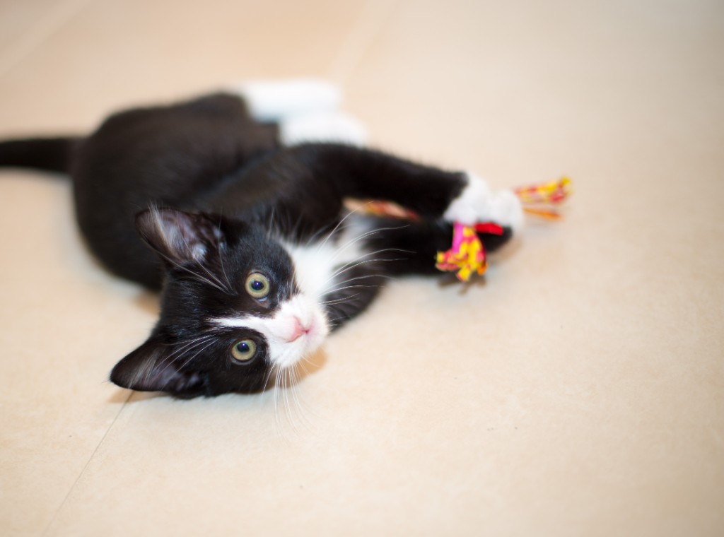 2015-10_NewKitten_063