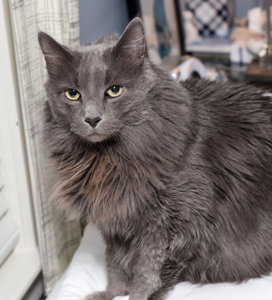 2015-10_NewKitten_095