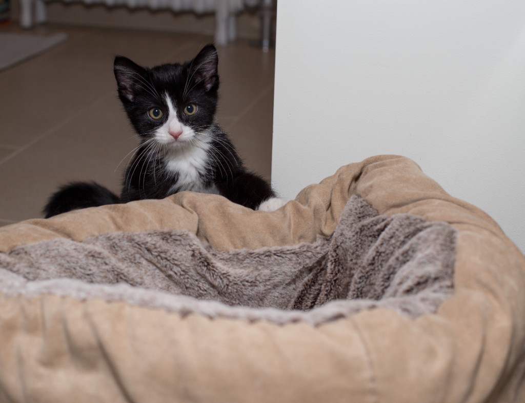 2015-10_NewKitten_119