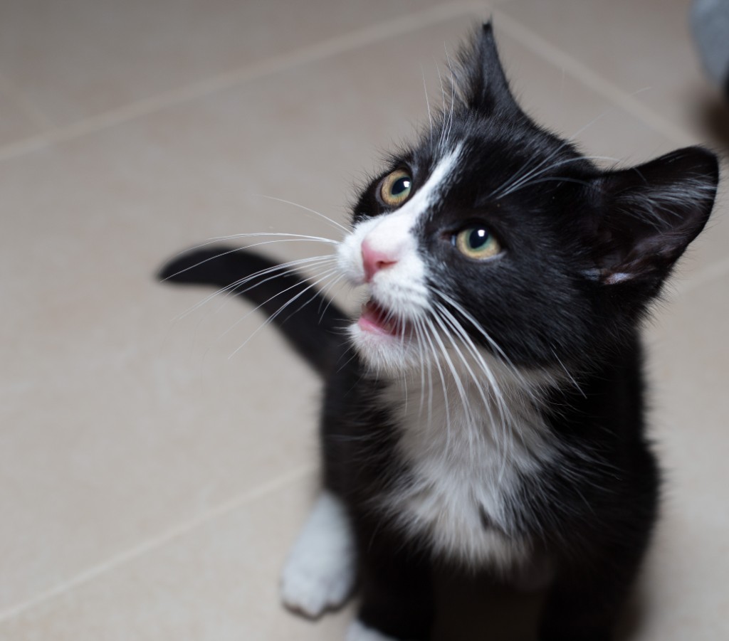 2015-10_NewKitten_123