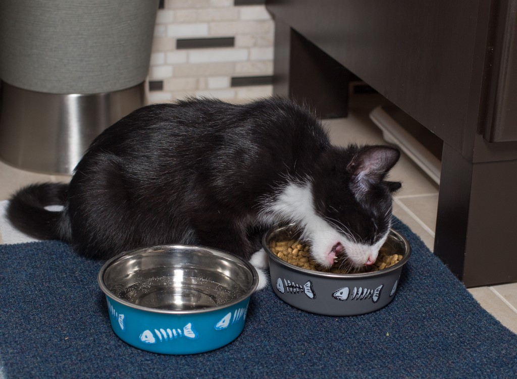 2015-10_NewKitten_148