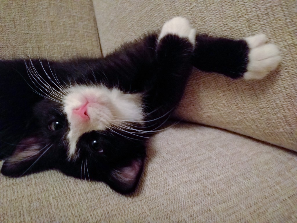 2015-11_NewKitten_192