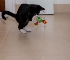 2015-10_NewKitten_051