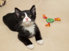 2015-10_NewKitten_086