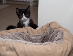2015-10_NewKitten_119