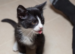 2015-10_NewKitten_125