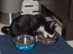 2015-10_NewKitten_148