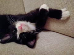 2015-11_NewKitten_192