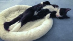2015-11_SleepingEddie_035