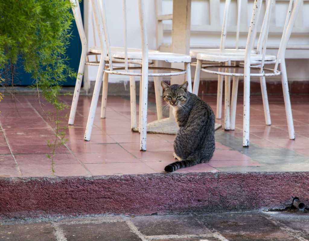 2016-01_Cuba_740