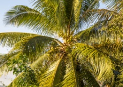 2016-01_Cuba_918