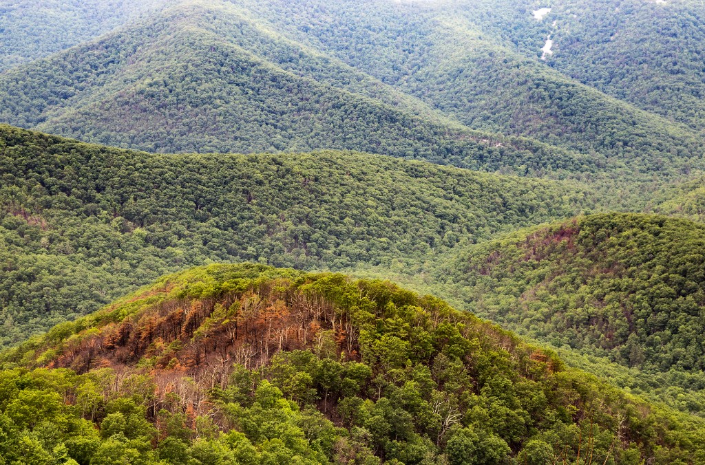2016-06_Virginia_065