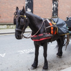 2017-10_Ireland_100