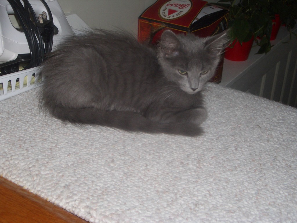 IMGP0362