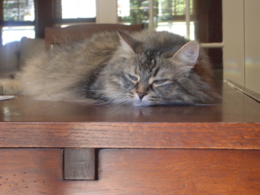 IMGP0458