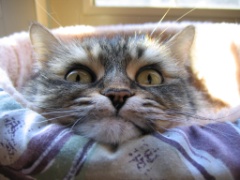 Cats