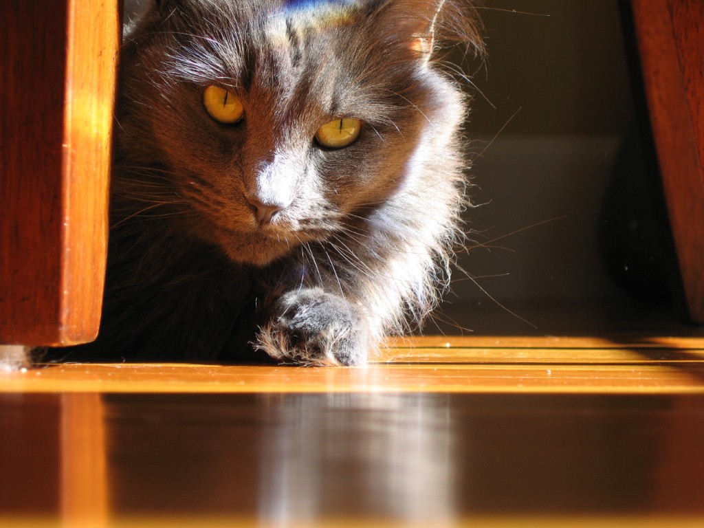 2009-09_AllThreeCats_067
