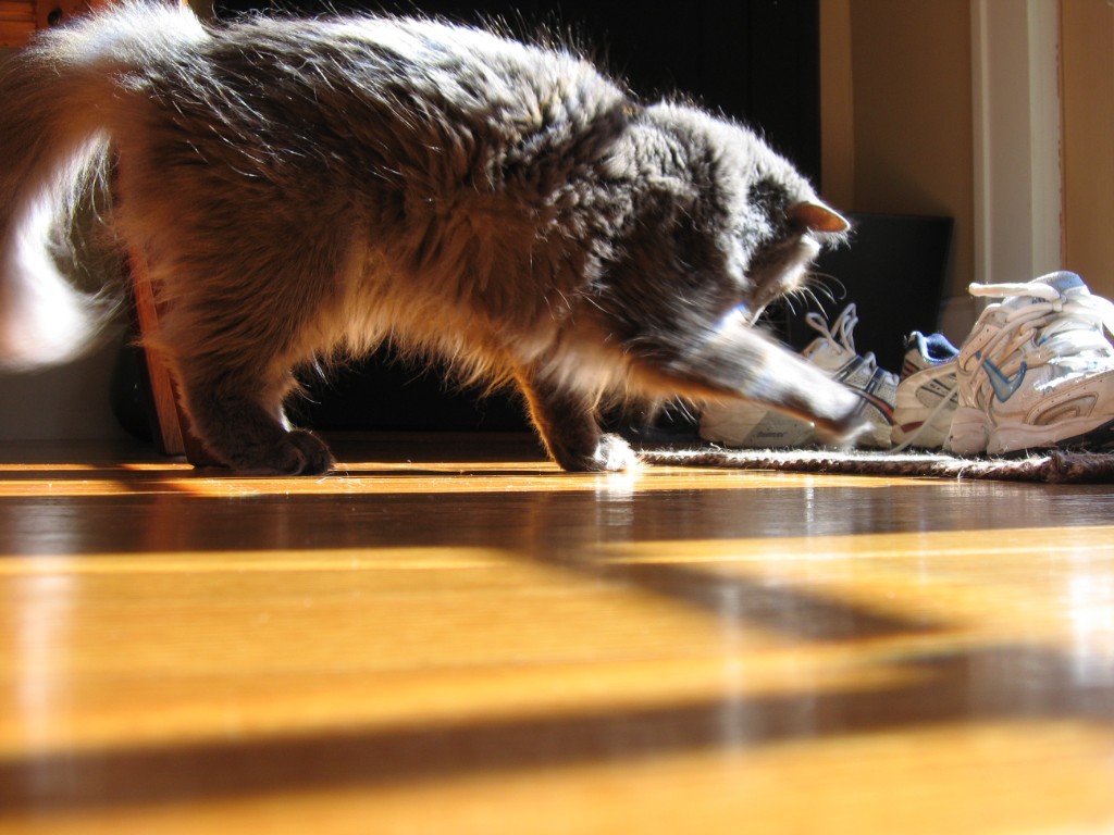 2009-09_AllThreeCats_069