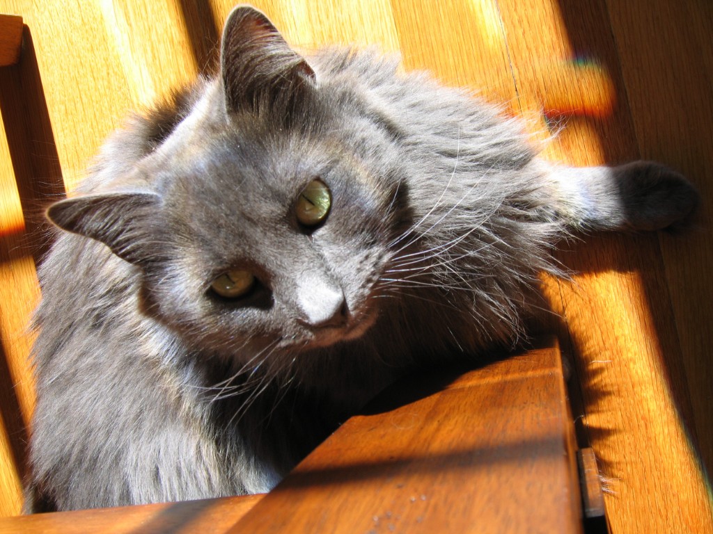 2009-09_AllThreeCats_087
