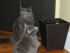 2009-06_AllThreeCats_003