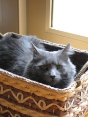2009-06_AllThreeCats_014