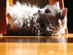 2009-09_AllThreeCats_083