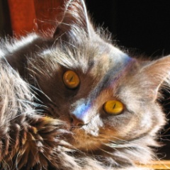 2009-09_AllThreeCats_084-2
