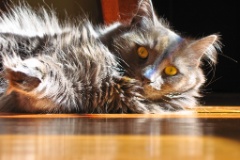 2009-09_AllThreeCats_084