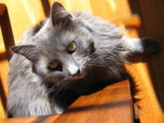 2009-09_AllThreeCats_087