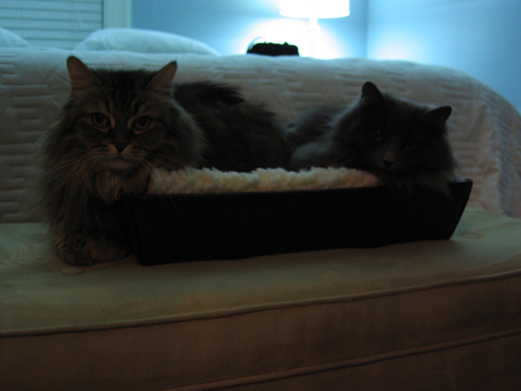 2010-04_EmmieTooncesBox_006