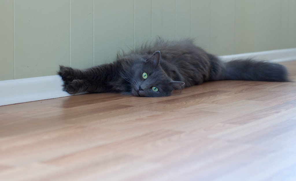 2010-07_EmmieAndToonces_003