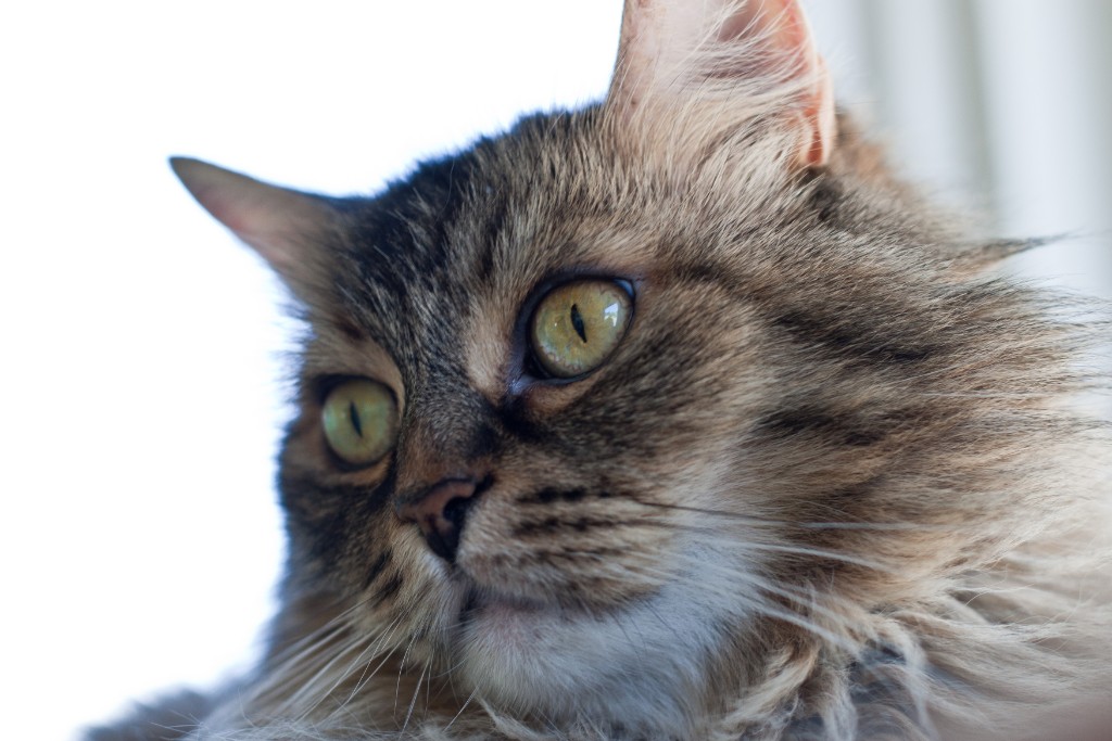 2010-07_EmmieAndToonces_011