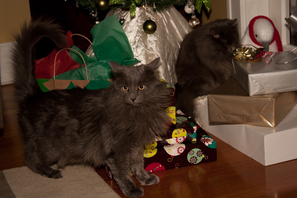 2010-12_ChristmasCats_026
