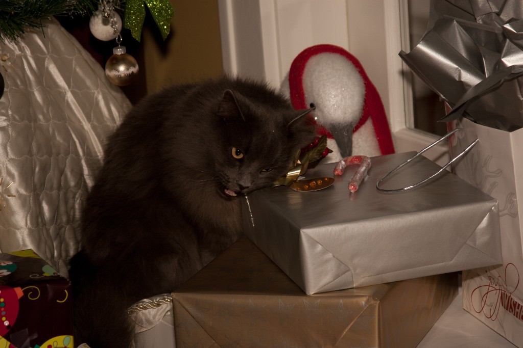 2010-12_ChristmasCats_032