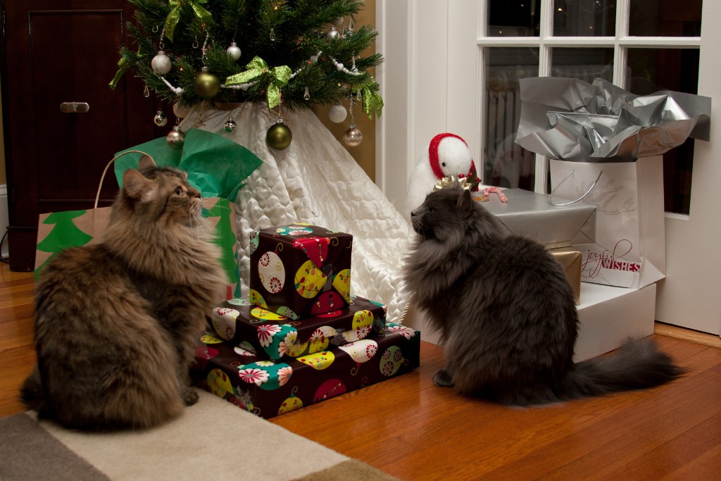 2010-12_ChristmasCats_044
