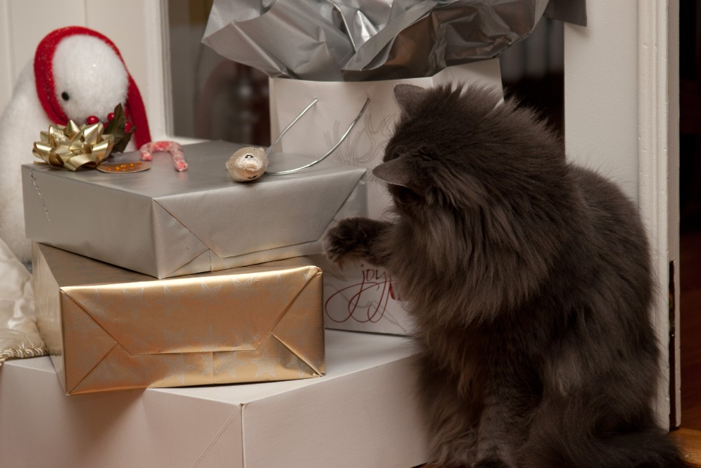 2010-12_ChristmasCats_083